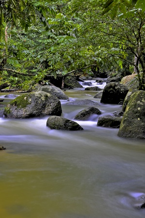 river through forest の写真素材