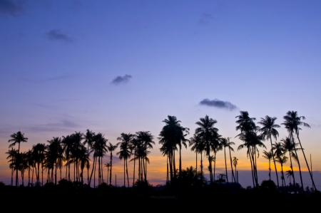 Silhouetted of coconut tree during sunset の写真素材