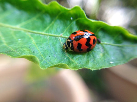Lady bug close upの素材