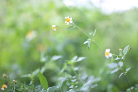 small flower in bushの写真素材