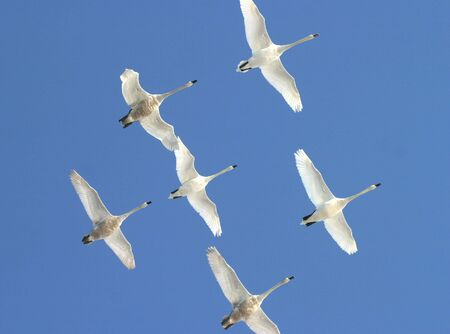 Six white swans in flight in a blue skyの写真素材