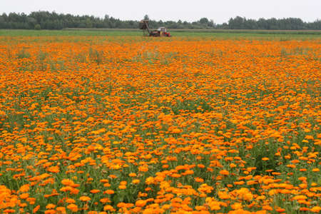 Field with a medicinal calendula and wheeled tractorの写真素材