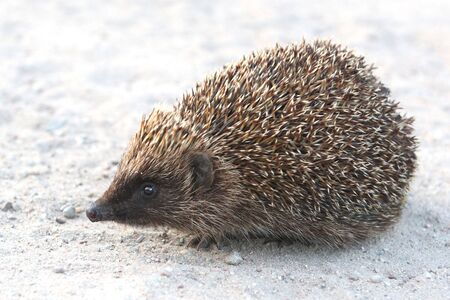 Cute little hedgehog on roadの写真素材
