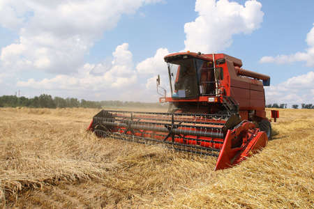 Machine harvesting the corn fieldの写真素材