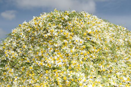 Camomile medicinal (Chamomilla recutita, Matricaria chamomilla L., Chamomilla recutita Rauschert). It is widely used as medical means against fevers, inflammations, The Gastritis, stomach ulcer, neurosises, a hysteria, a neuralgia of a trigeminal nerveの写真素材