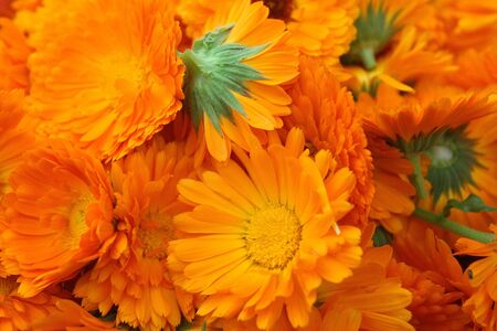 Field with a medicinal calendulaの写真素材