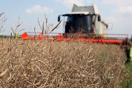 Machine harvesting Rape (Brassica napus)の写真素材
