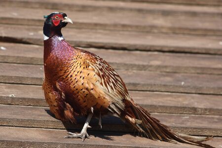 Pheasant walks on a wooden shedの写真素材