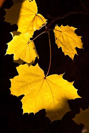 Autumn maple yellow foliage on a branchの写真素材