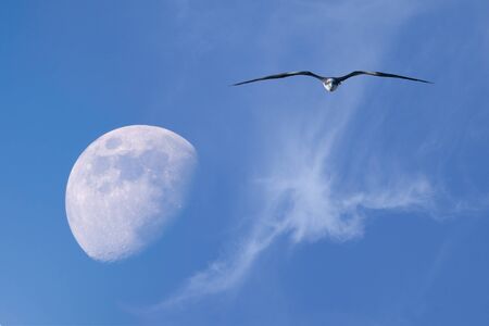 The Moon and flying in blue sky frigatebird の写真素材