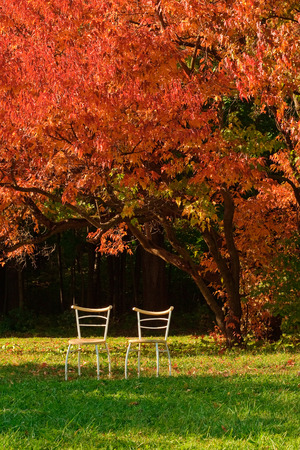 Two free chairs and red leaves autumn maple の写真素材