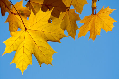 Autumn maple yellow foliage on a branchの写真素材
