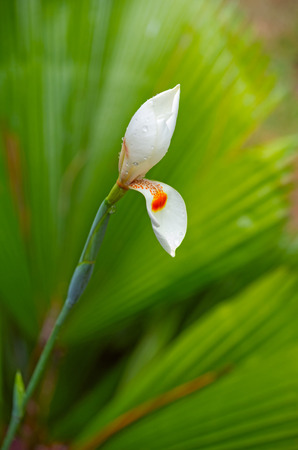 White iris flower bud, green palm leaf as backgroundの写真素材