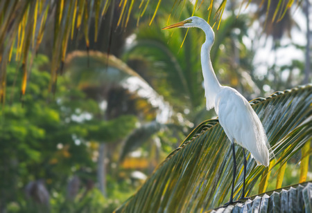 White egret on a palm tree, Dominican Republicの写真素材