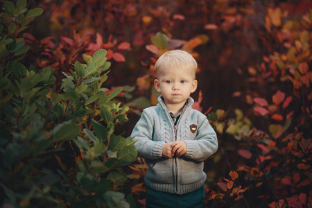 Portrait of a small cute boy in a warm autumn sweater, stands near the bushesの写真素材