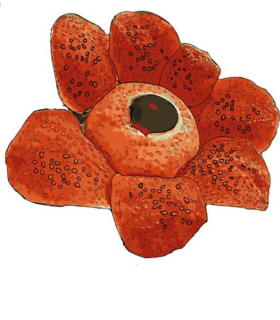 rafflesia has a fame as the biggest single flower in the world.のイラスト素材