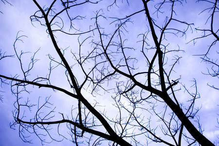 Black and white image of a treeの写真素材