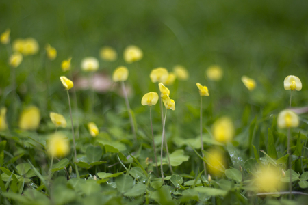 Small flowers along the pathの写真素材