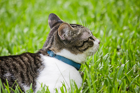 Cat in the parkの写真素材
