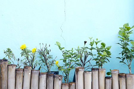 Flowers along the fenceの写真素材