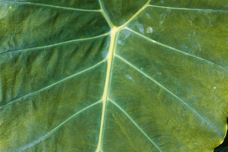 Leaf Taroの写真素材