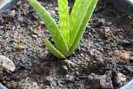 Aloe Vera is a herb.の写真素材