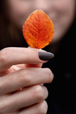 Hand holds a red leaf of a tree. Average planの写真素材