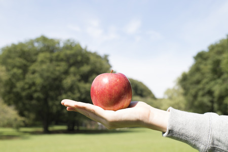 Lush green parkの写真素材