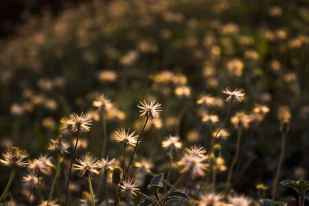 Grass Flowersの写真素材