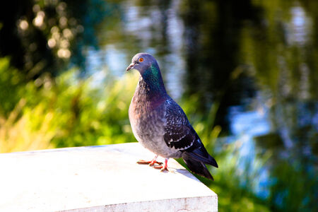 bird of peaceの写真素材