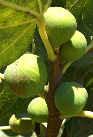 Fruit green figs on the tree with leaves