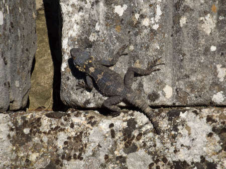 Lizard in ruins of ancient city Labranda Turkeyの写真素材