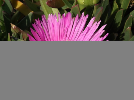 Pink flower Carpobrotus edible (Latin Carpobrotus edulis) - plant family Aizovye happening in South Africaの写真素材