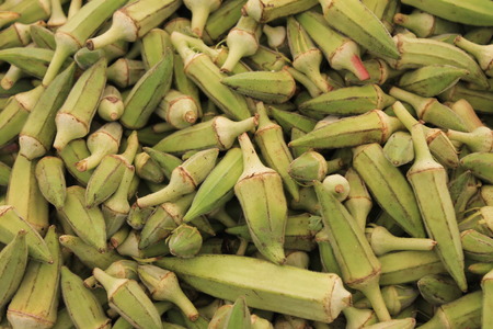 Okra pods of green spiky conical shape on the table in a large amount