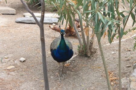 Peacocks stroll in the fortress of St. Peter Bodrum, Turkeyのeditorial素材