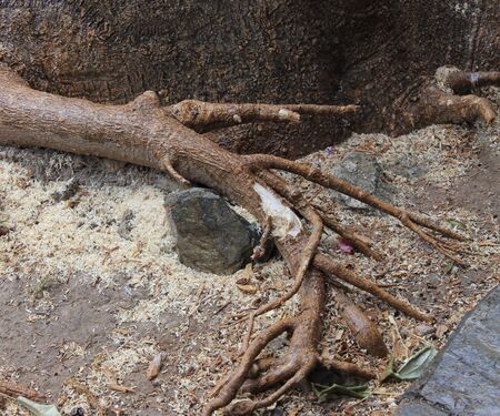 The roots of a fallen tree after a storm in the parkの写真素材