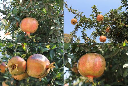 Pomegranate fresh ripe on the tree ripe harvest season, sweet, collage, 4 photosの写真素材