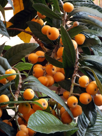 Fruit ripening in a Japanese Loquat aka Eriobotrya japonicaの写真素材