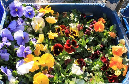 Flowers pansy seedlingsの写真素材