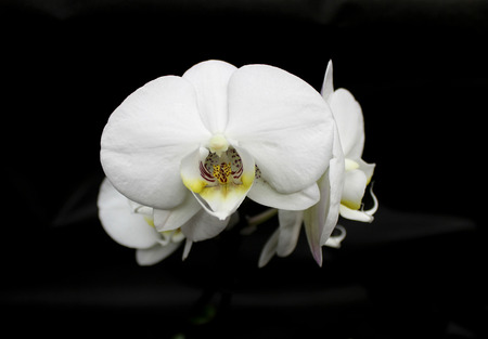 Orchids flowers of rare varieties exotic epiphytesの写真素材