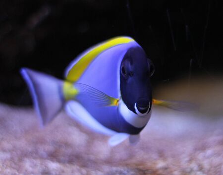 Decorative Fish of the Red Sea in the water at a depth.