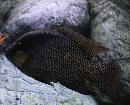 Decorative Fish of the Red Sea in the water at a depth.