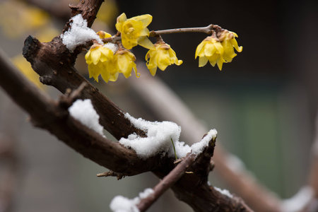 Frozen winter Chimonanthus praecoxの写真素材