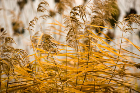 Golden Sedgeの写真素材