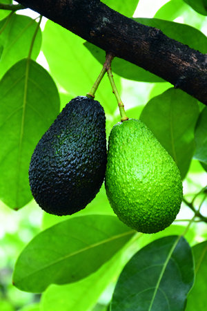 Two Avocados Hanging Ripe Black and Unripe Greenの素材