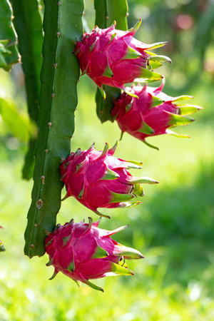 Ripe Dragon Fruits Growing on Cactus Plantの素材