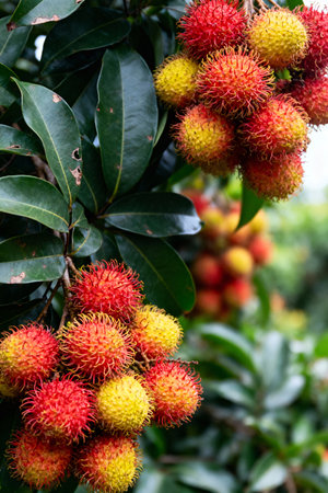 Cluster of Ripe Red and Yellow Rambutan Fruits on Treeの素材