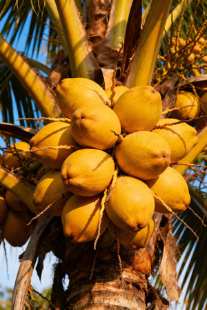 Cluster of Young Yellow Coconuts on a Palm Tree in Sunlightの素材