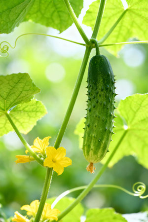 Fresh Spiky Cucumber and Yellow Flower Hanging on Vineの素材