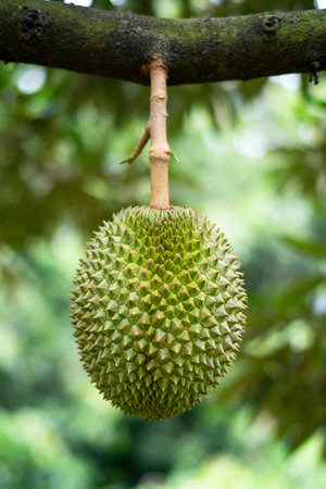Close-up of Spiky Green Durian Fruit Hanging from a Tree Branchの素材